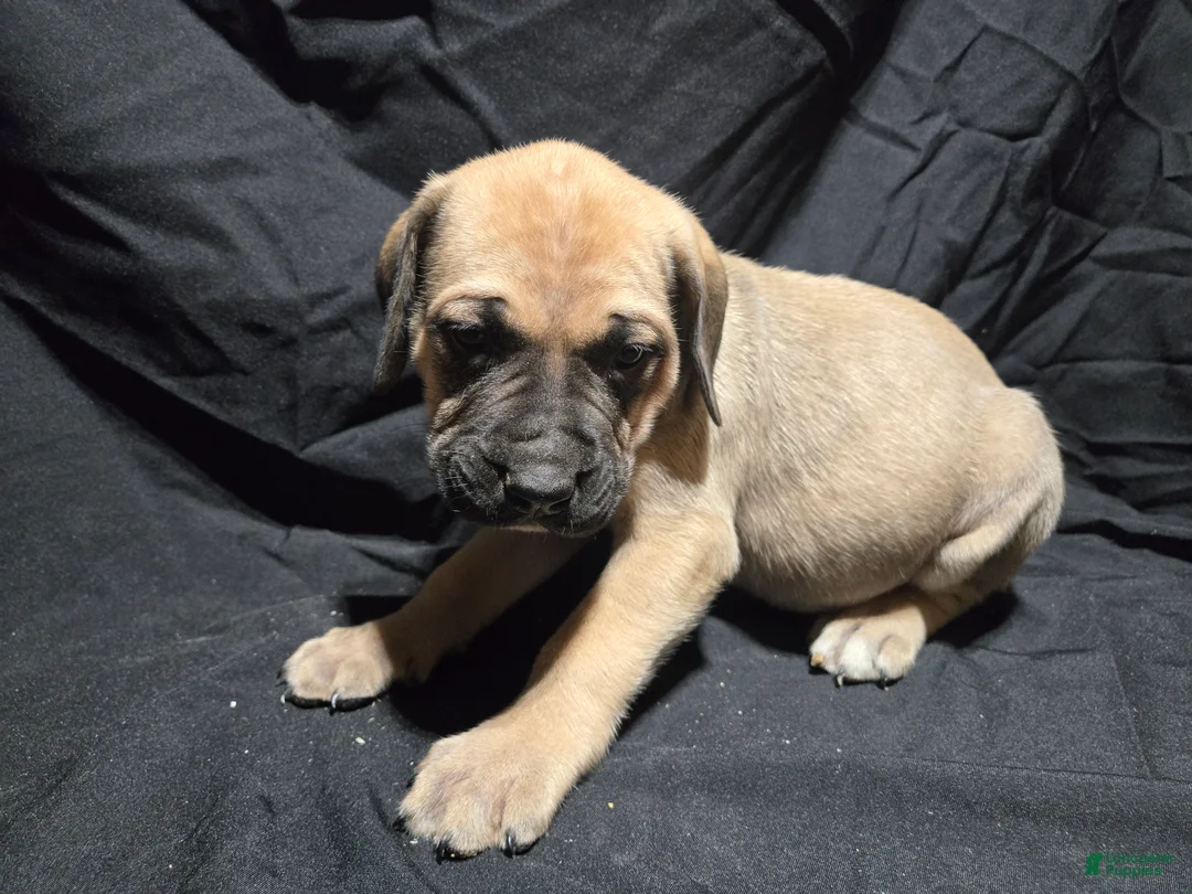 English Mastiff dogs for sale: Livy - Ad 1
