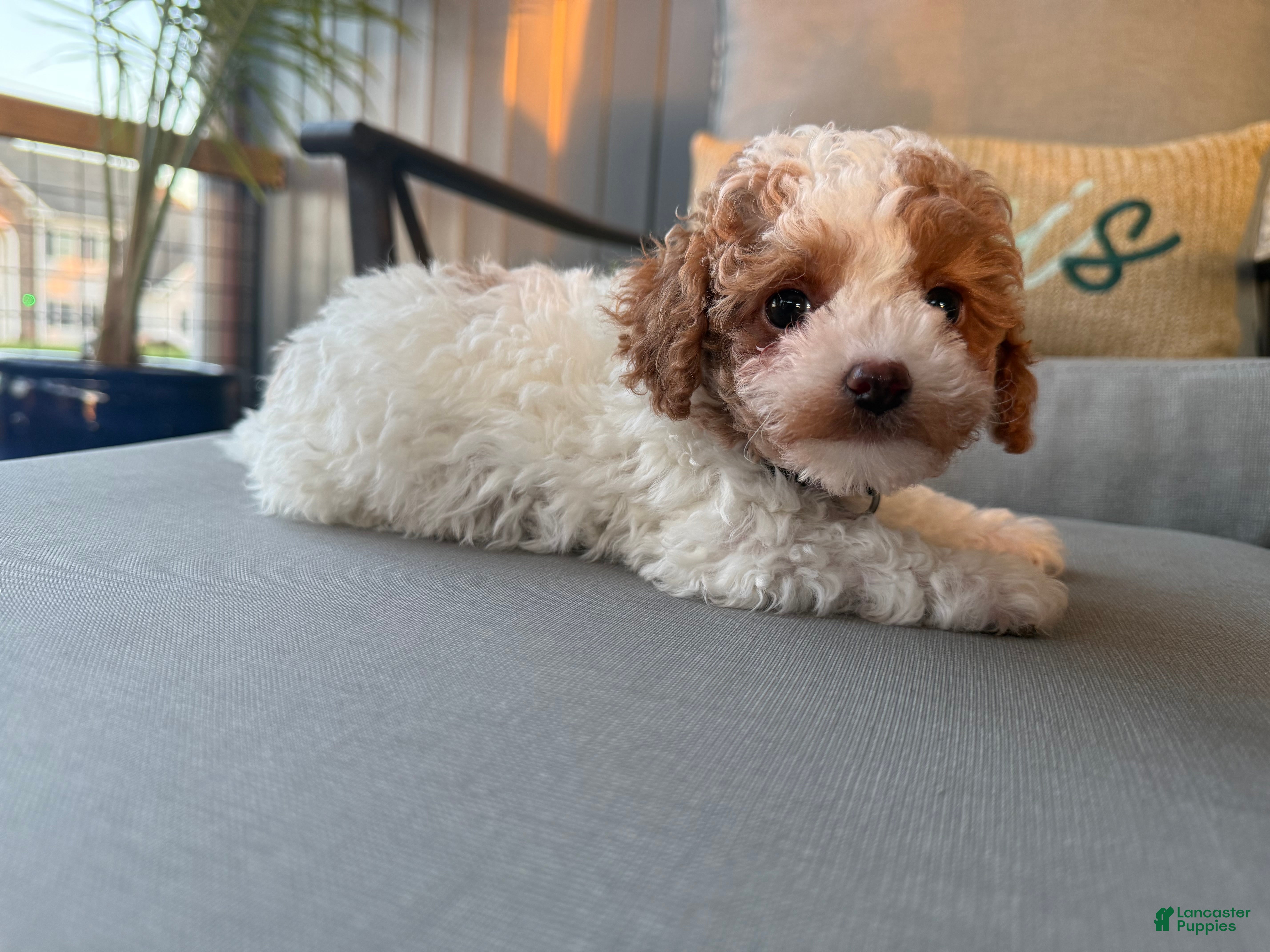Maltipoo dogs for sale: Elsa - Ad 2
