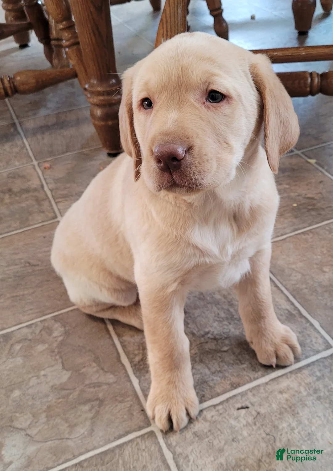 Labrador Retriever dogs for sale: Paisley  - Ad 4