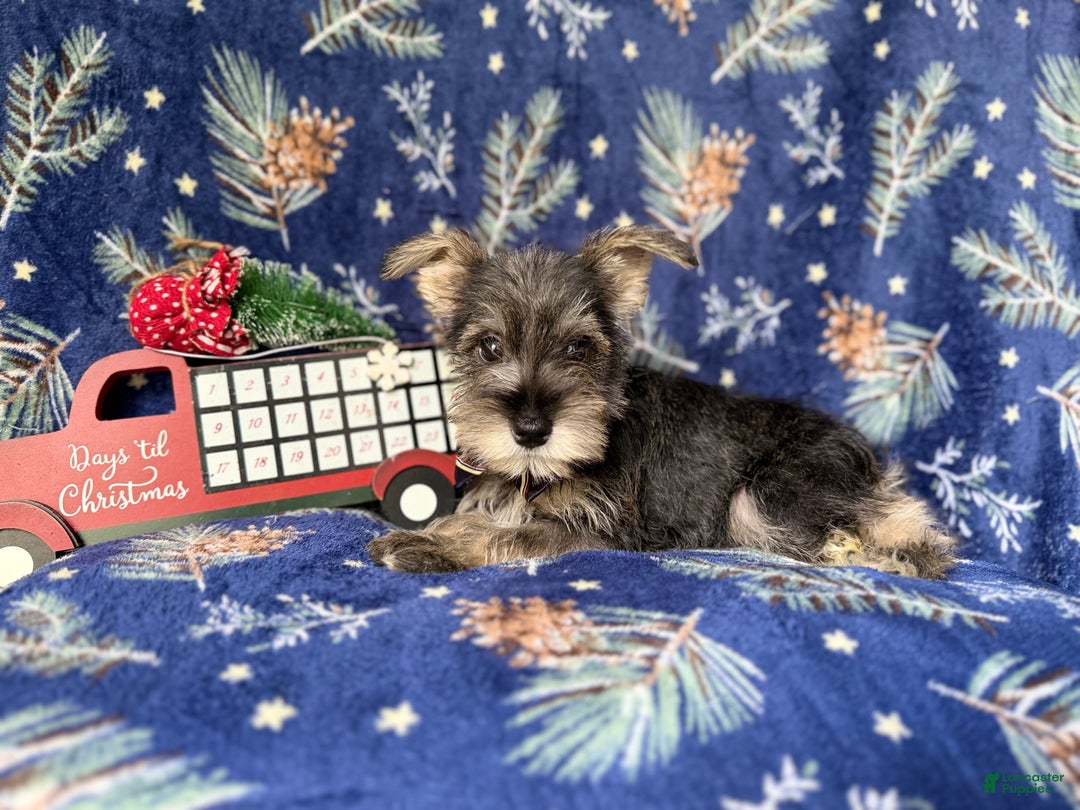 Miniature Schnauzer dogs for sale: Donner - Ad 8