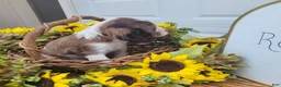 Mixed Breed dogs for sale: Posie - Ad 3