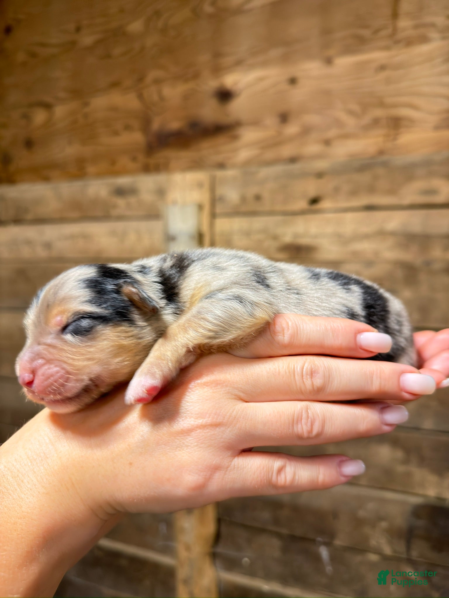 Australian Shepherd dogs Australian Shepherd 2 - Ad 10
