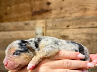 Australian Shepherd dogs Australian Shepherd 2 - Ad 10