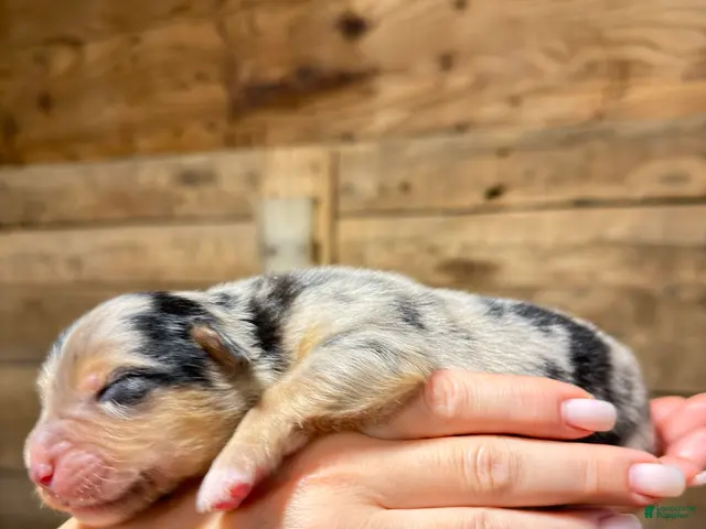 Australian Shepherd dogs for sale: Reid - Ad 29