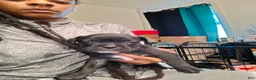 Mixed Breed dogs for sale: Mixed Breed 6 - Ad 3