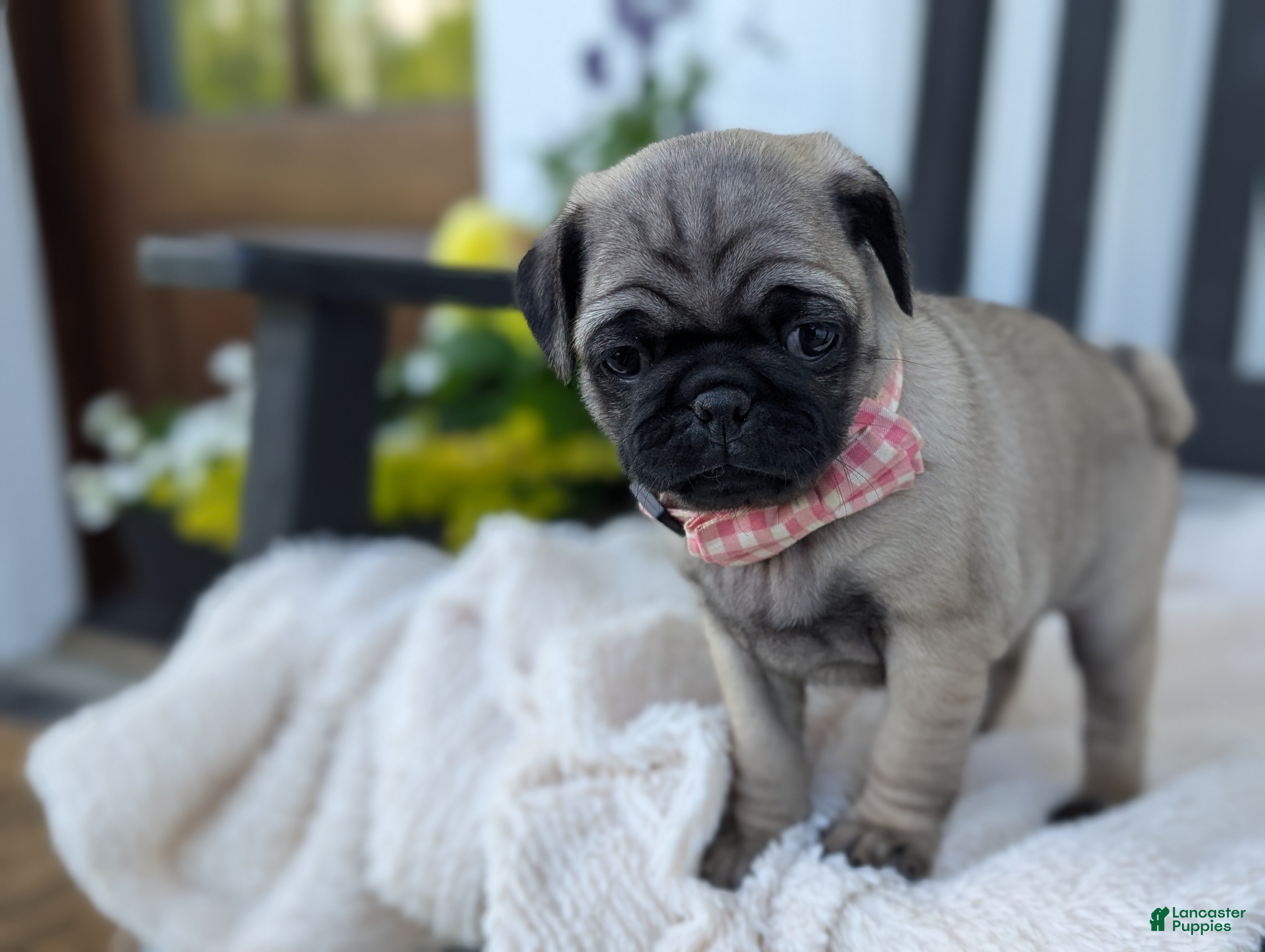 Pug dogs for sale: Taco - Ad 4