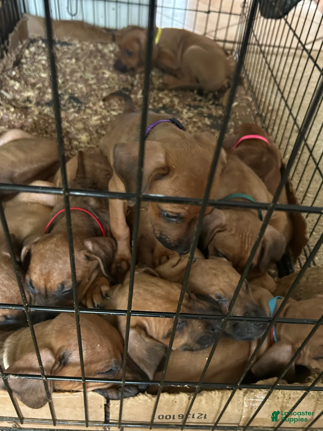 Rhodesian Ridgeback dogs for sale: Rhodesian Ridgeback Puppy 1 sky blue collar - Ad 40