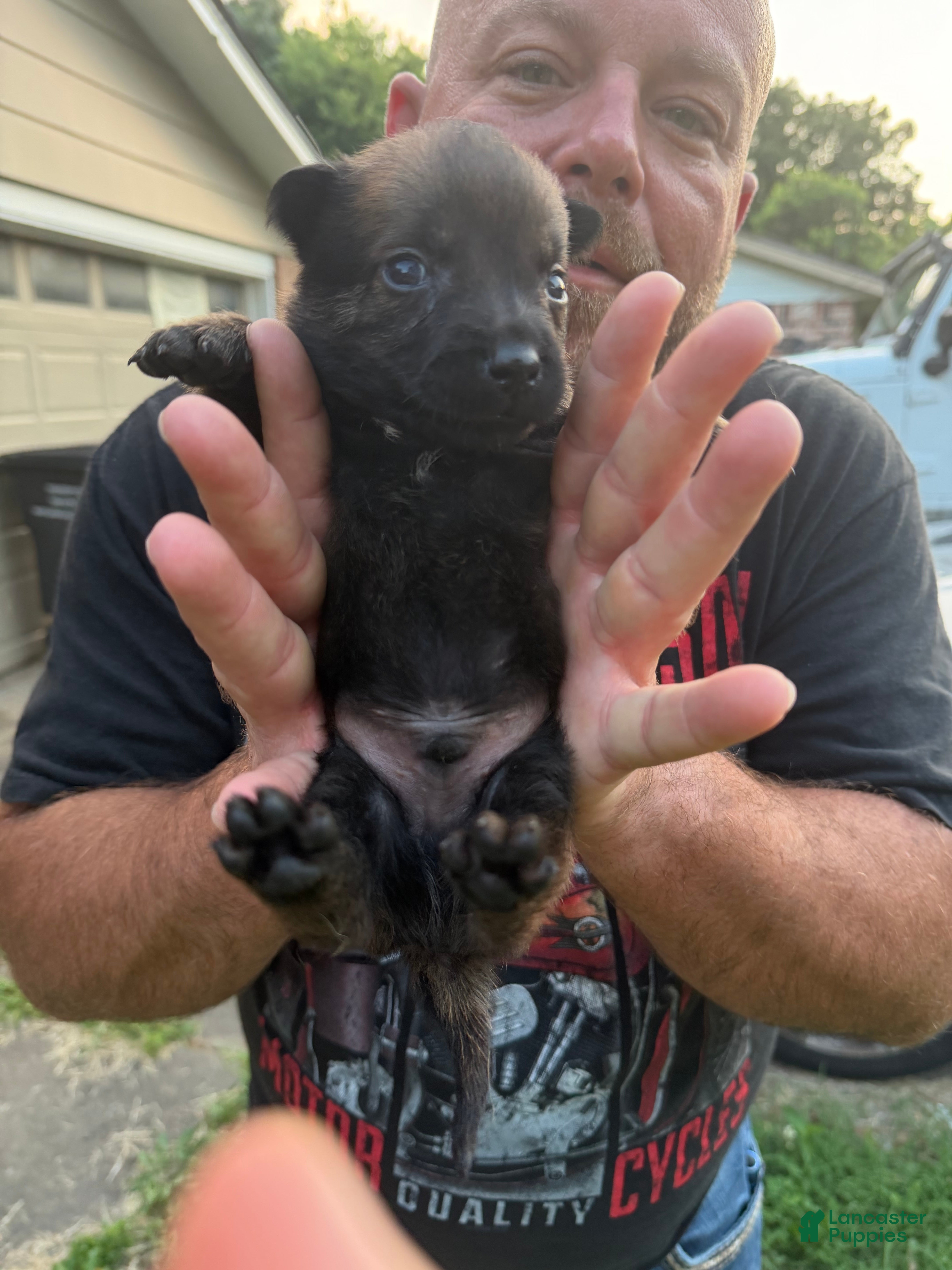 Belgian Malinois dogs Belgian Malinois 8 - Ad 10