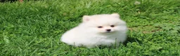 Pomeranian dogs for sale: Charlie  - Ad 3