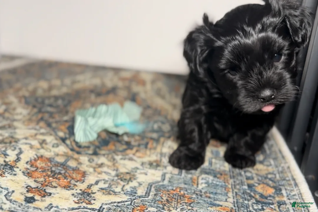 Mixed Breed dogs for sale: Queen - Ad 3