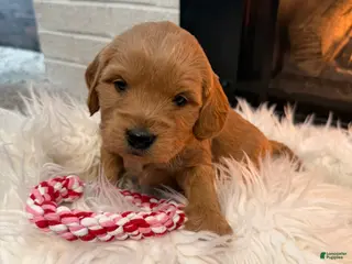 Mini Goldendoodle dogs Fudge - Ad 5