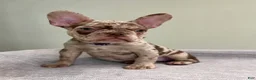 French Bulldog dogs for sale: Milano - Ad 3