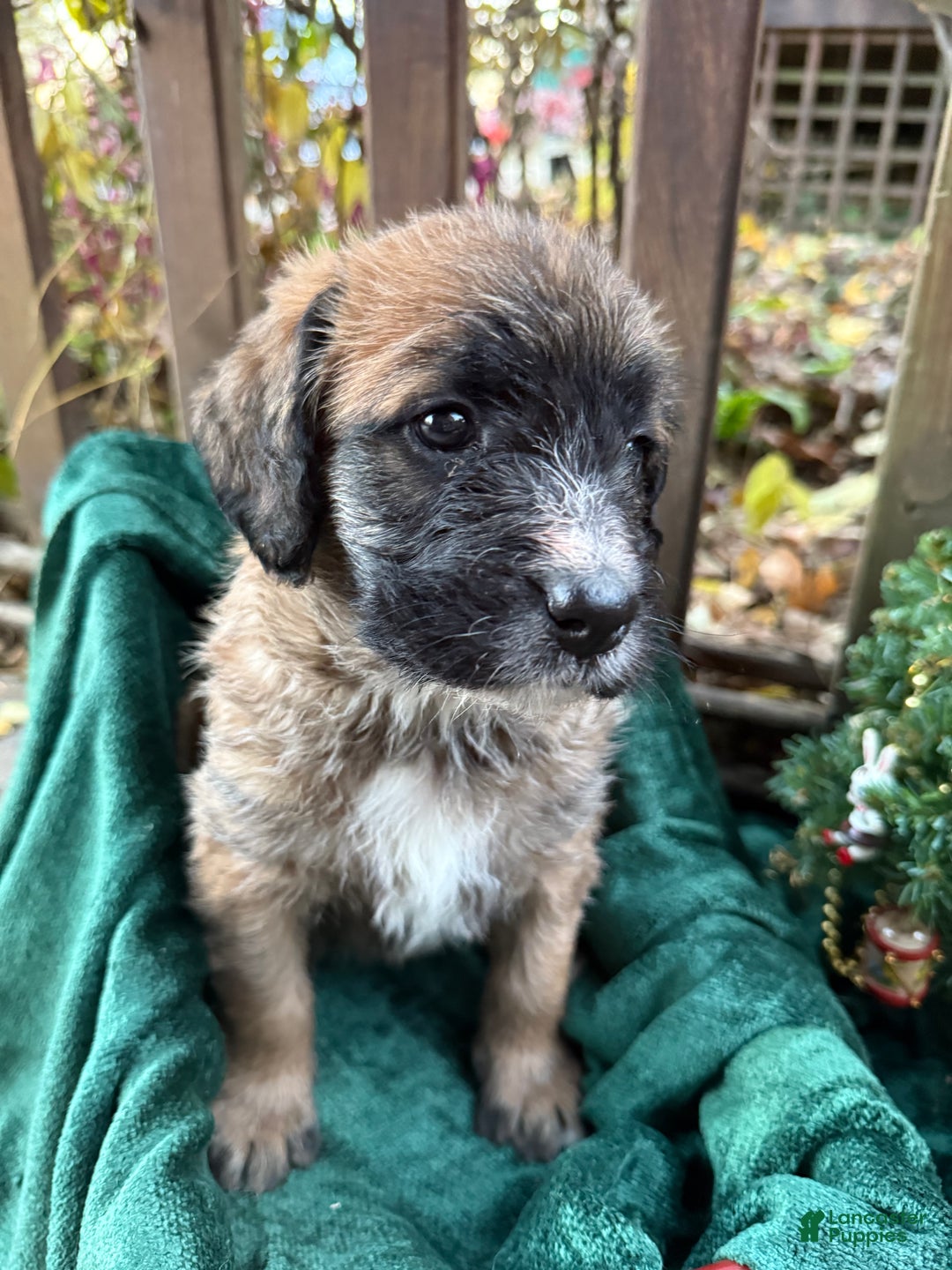 Mixed Breed dogs for sale: Opal - Ad 11