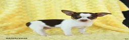 Chihuahua dogs for sale: Hershey - Ad 3