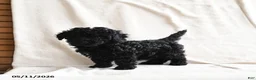 Miniature Poodle dogs for sale: Holly - Ad 3