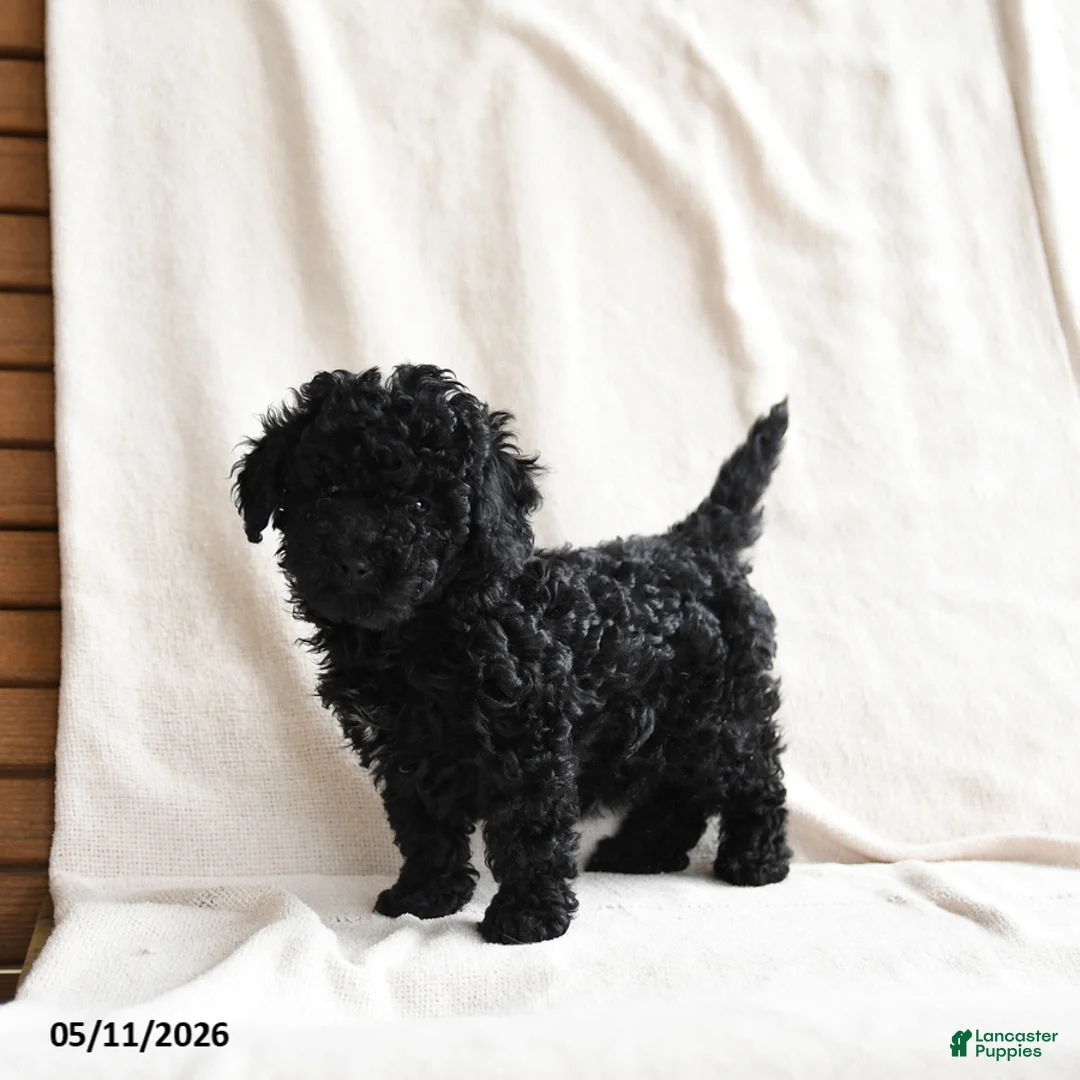 Miniature Poodle dogs for sale: Holly - Ad 3