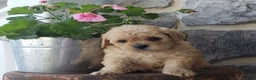 Mixed Breed dogs for sale: Topsy - Ad 4