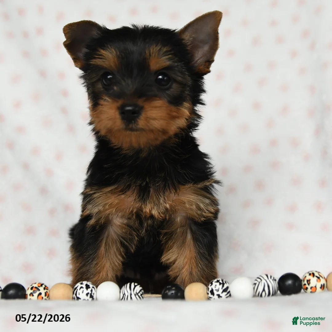 Yorkshire Terrier dogs for sale: Dorthy - Ad 1