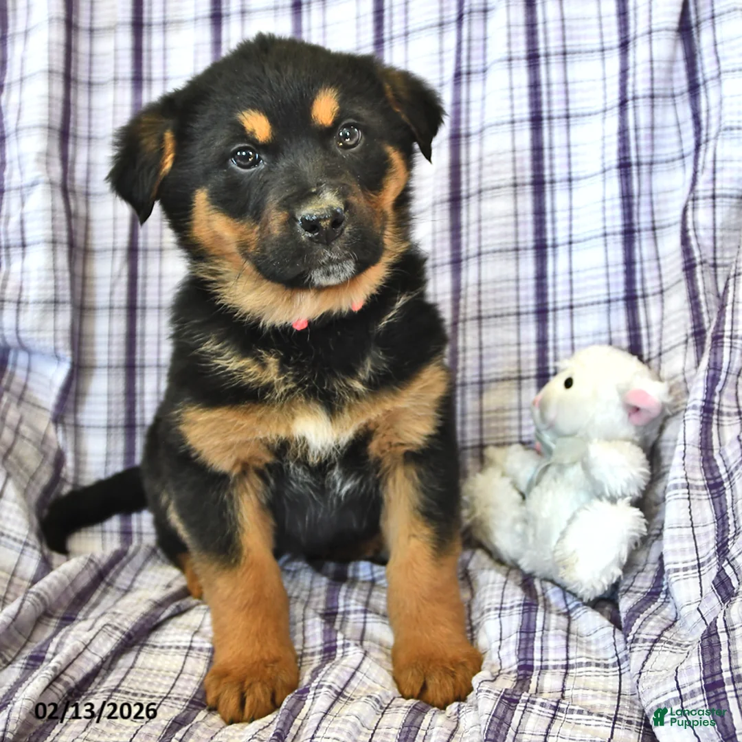 Mixed Breed dogs for sale: Willow  - Ad 2