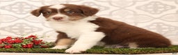 Miniature Australian Shepherd dogs for sale: Randy - Ad 5