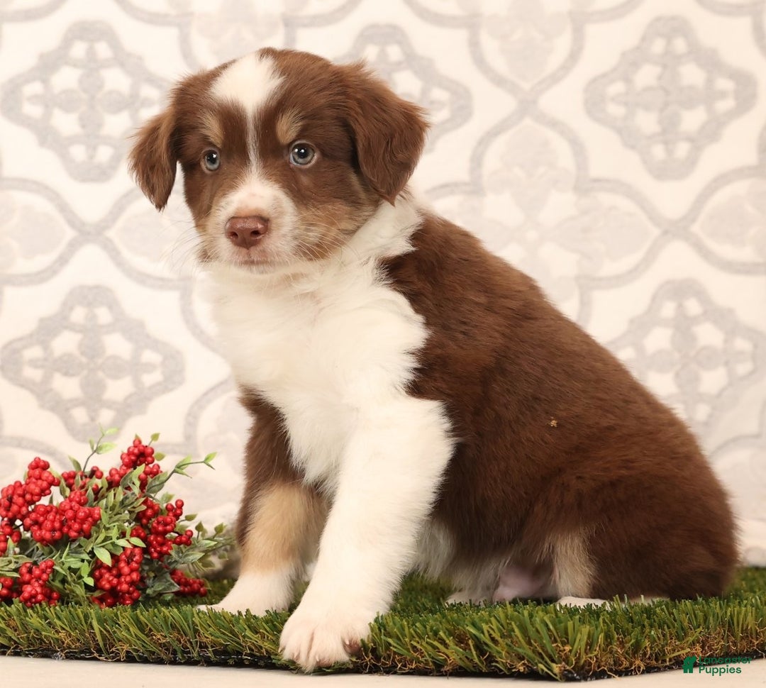 Miniature Australian Shepherd dogs for sale: Randy - Ad 5