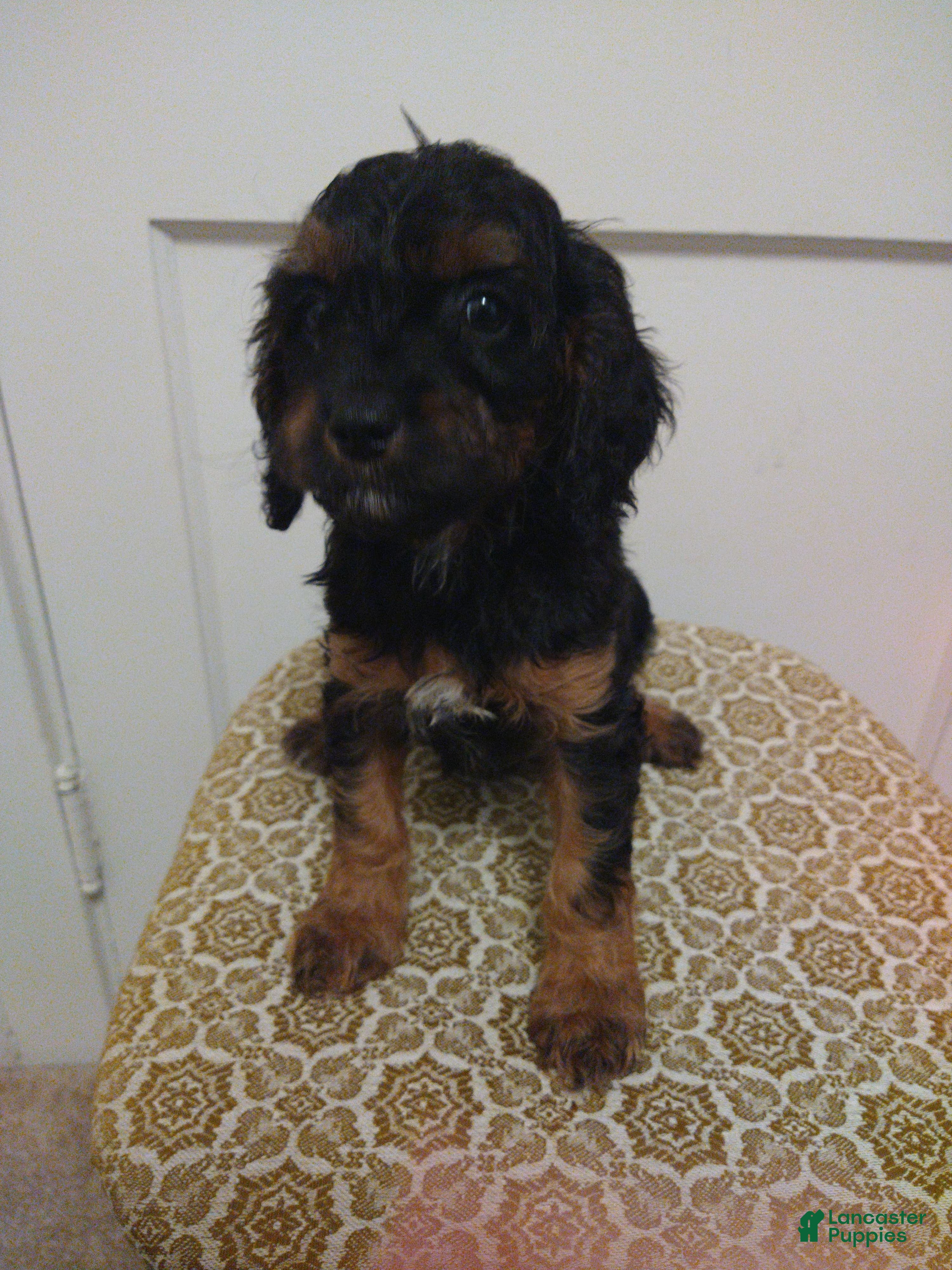 Cavapoo dogs Milo - Ad 3