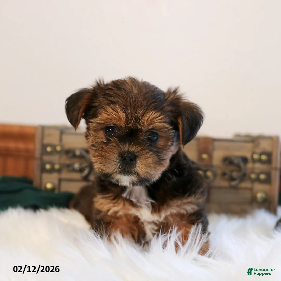 Shorkie dogs for sale: Buck  - Ad 3