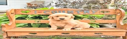 Golden Retriever dogs for sale: Bennet - Ad 4