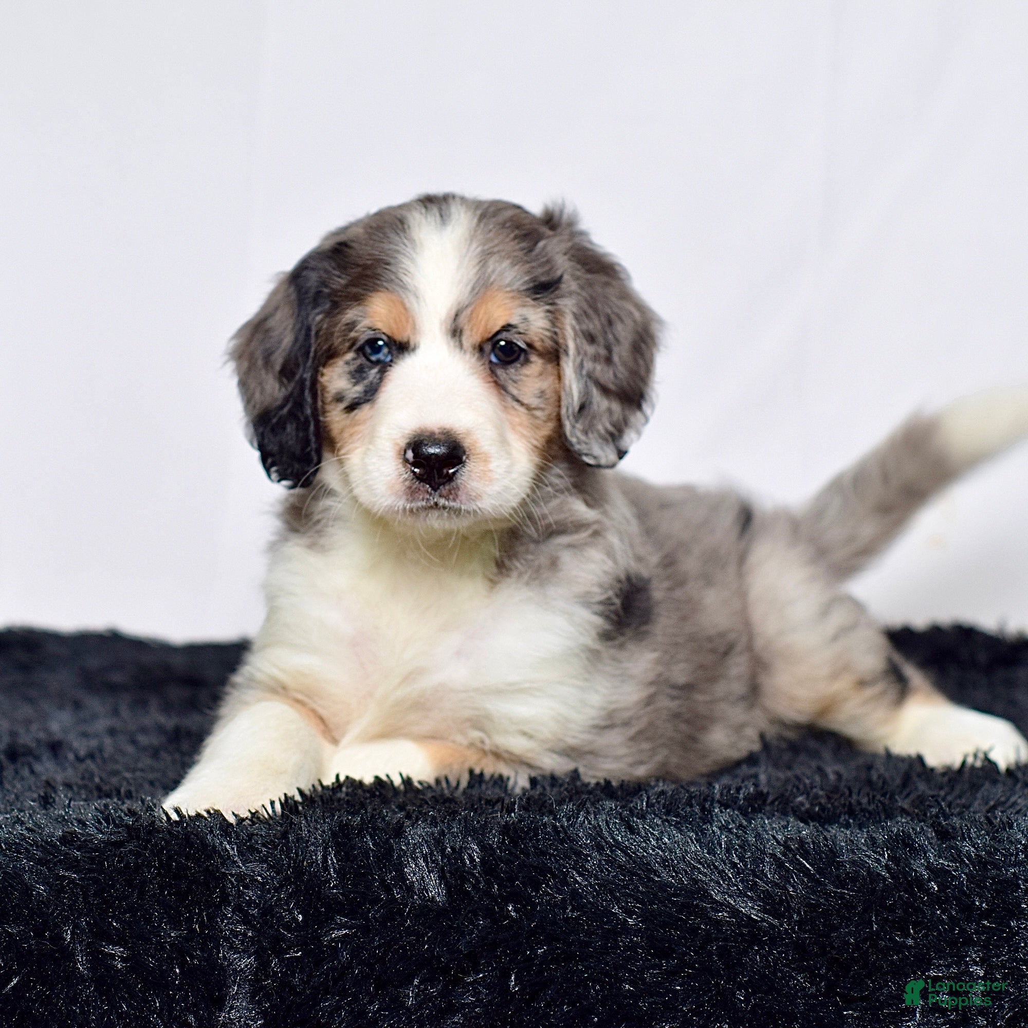 Bernedoodle dogs Ms. Hazel - Ad 2