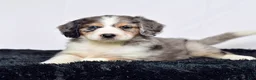 Bernedoodle dogs for sale: Ms. Hazel - Ad 2