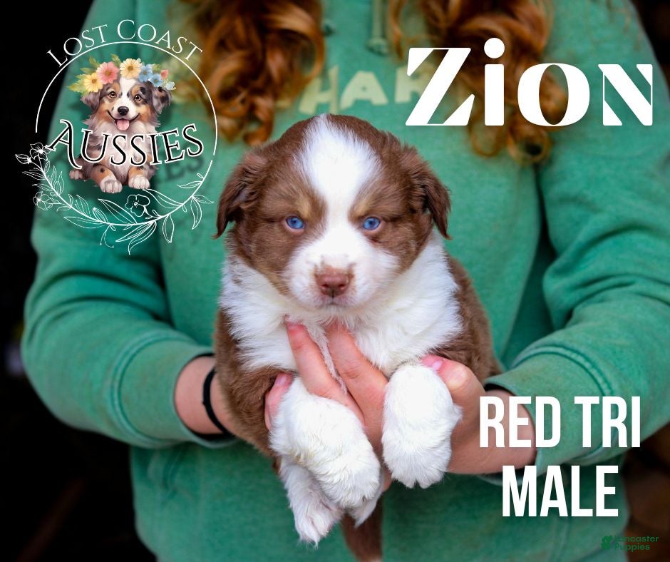 Miniature Australian Shepherd dogs Zion - Ad 18