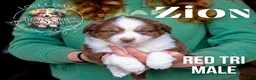 Miniature Australian Shepherd dogs for sale: Zion - Ad 1