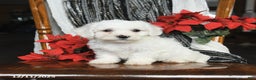 Bichon Frise dogs for sale: Denver - Ad 3
