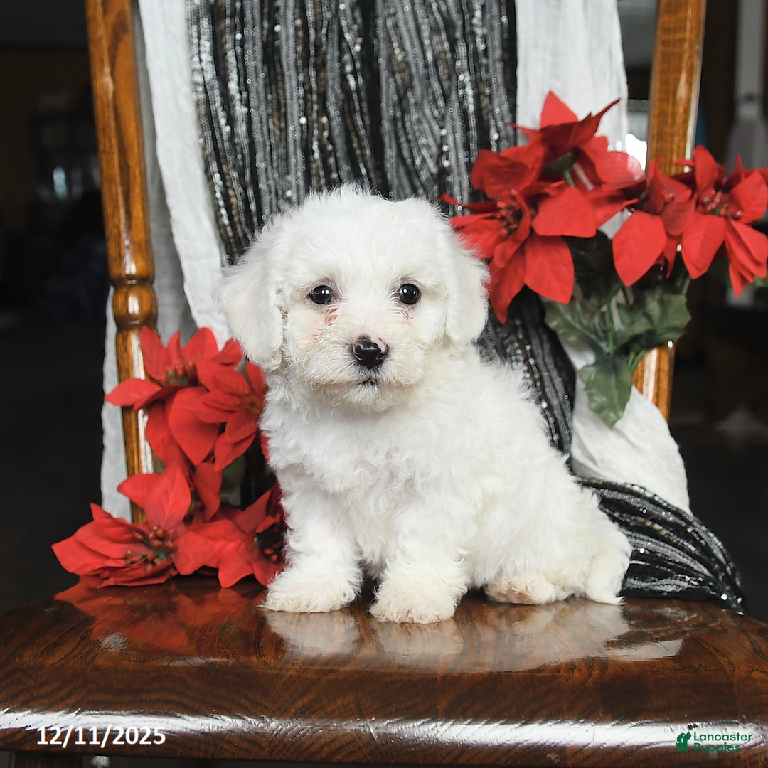 Bichon Frise dogs for sale: Denver - Ad 3