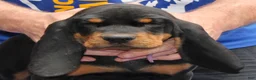 Black And Tan Coonhound dogs for sale: Pablo - Ad 2