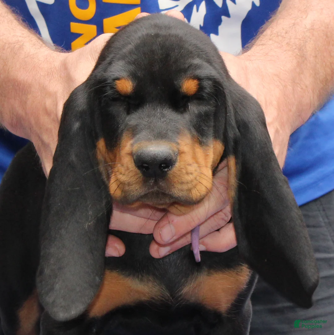 Black And Tan Coonhound dogs for sale: Pablo - Ad 2