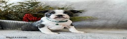 Boston Terrier dogs for sale: Pepper - Ad 1