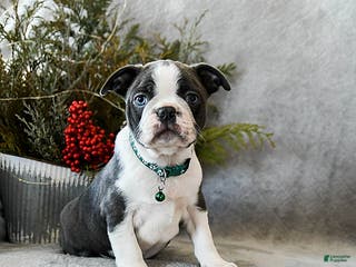 Boston Terrier dogs Pepper - Ad 22