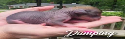 Mixed Breed dogs for sale: Dumping  - Ad 5