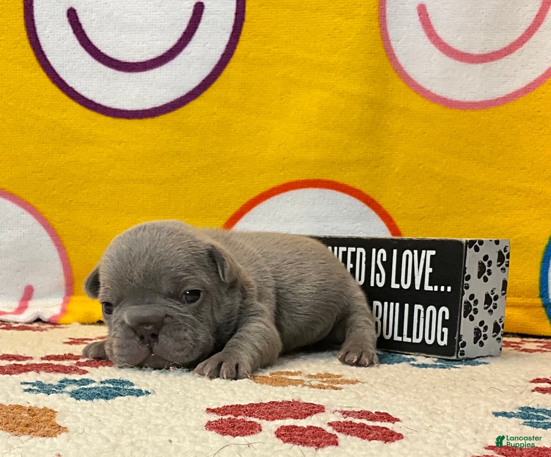 French Bulldog dogs for sale: River  - Ad 31