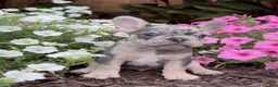 French Bulldog dogs for sale: Bingo - Ad 3