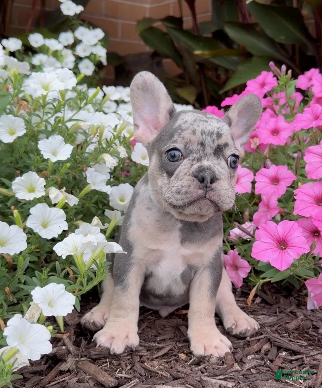 French Bulldog dogs for sale: Bingo - Ad 3