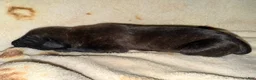 Cane Corso dogs for sale: Ketch AKC - Ad 5