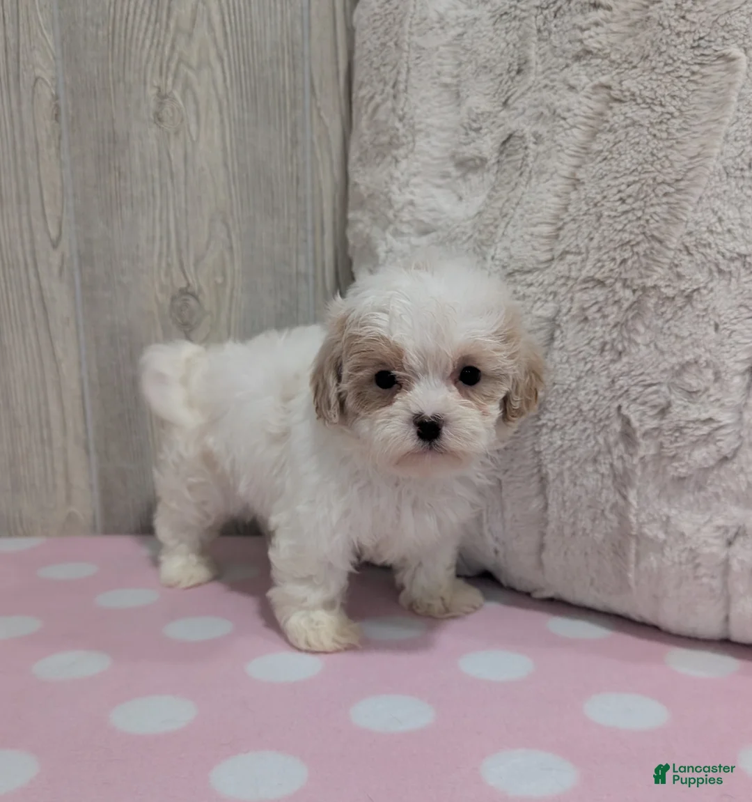 Shihpoo dogs for sale: Alice - Ad 3
