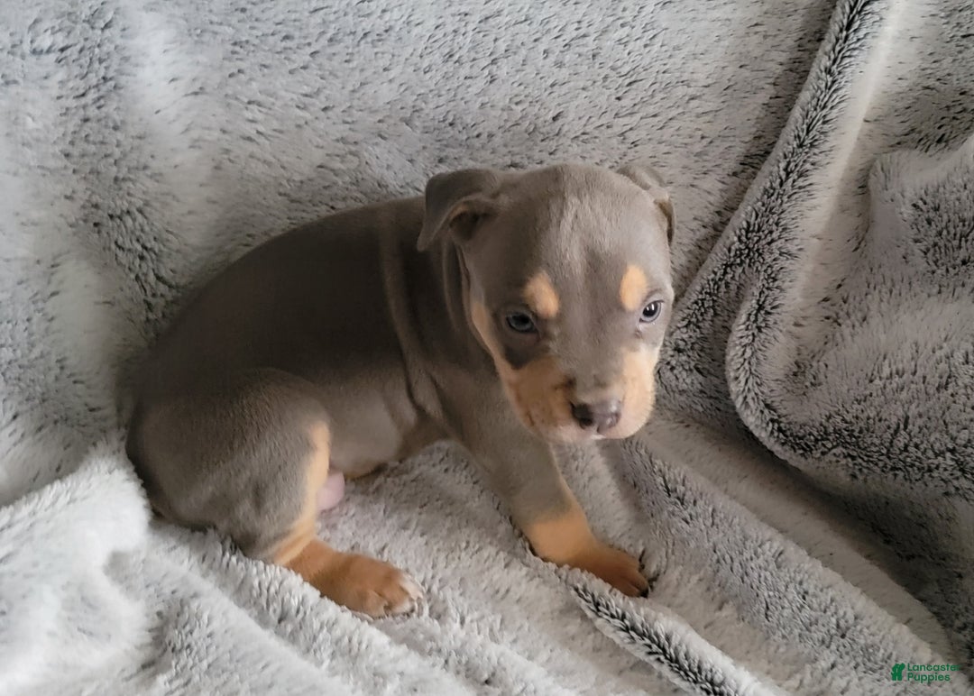 American Bully dogs for sale: Rocky - Ad 5