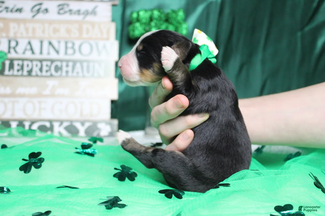 Bernese Mountain Dog dogs for sale: Moose  - Ad 2