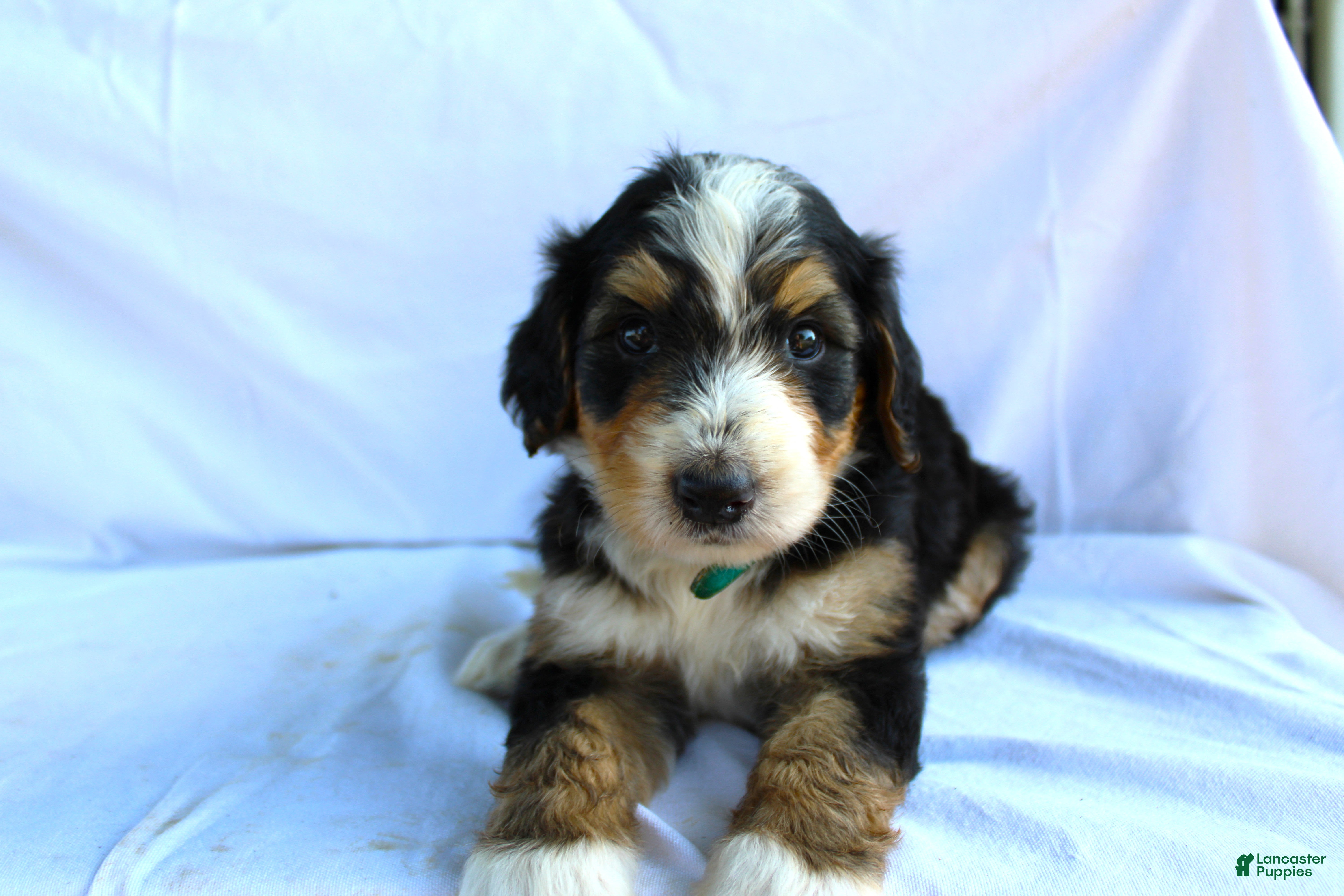 Bernedoodle dogs Sheldon - Ad 1