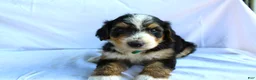 Bernedoodle dogs for sale: Sheldon - Ad 1