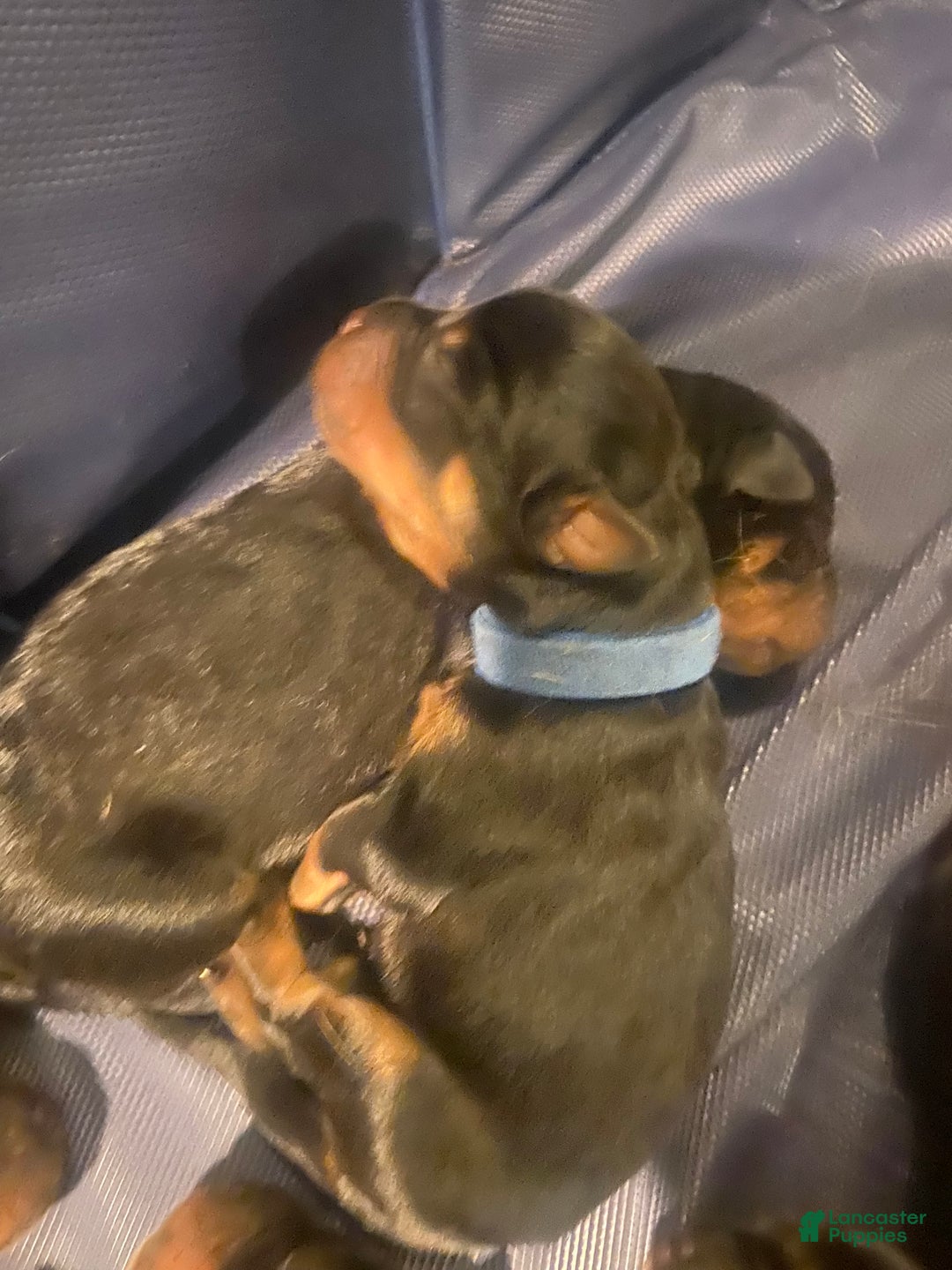 Rottweiler dogs for sale: 4th Pick Female - Ad 2