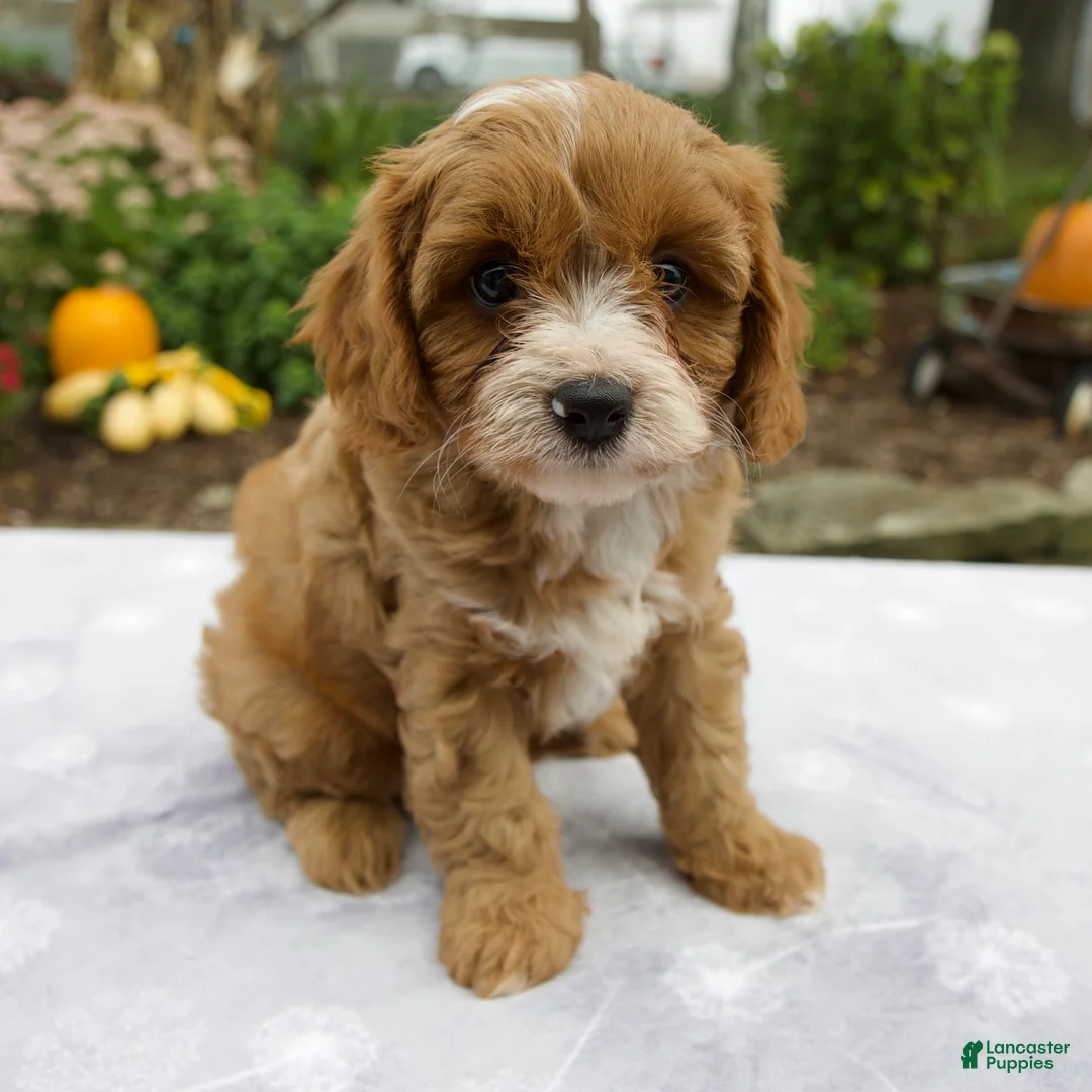 Cavapoo dogs for sale: Theo - Ad 1